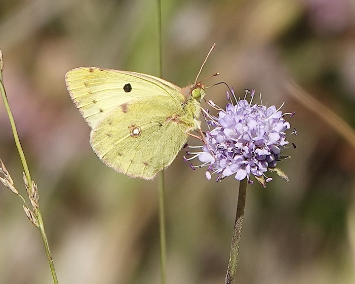 clouded yellow helice